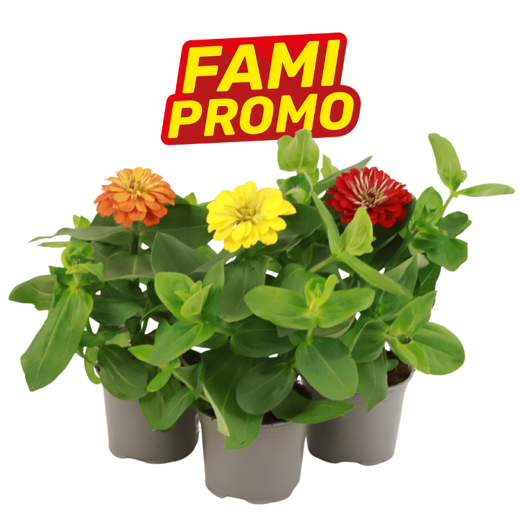 Three-colour zinnia plants (orange, yellow, red) in a grey multi-pot tray with lush green foliage and a FAMI PROMO logo