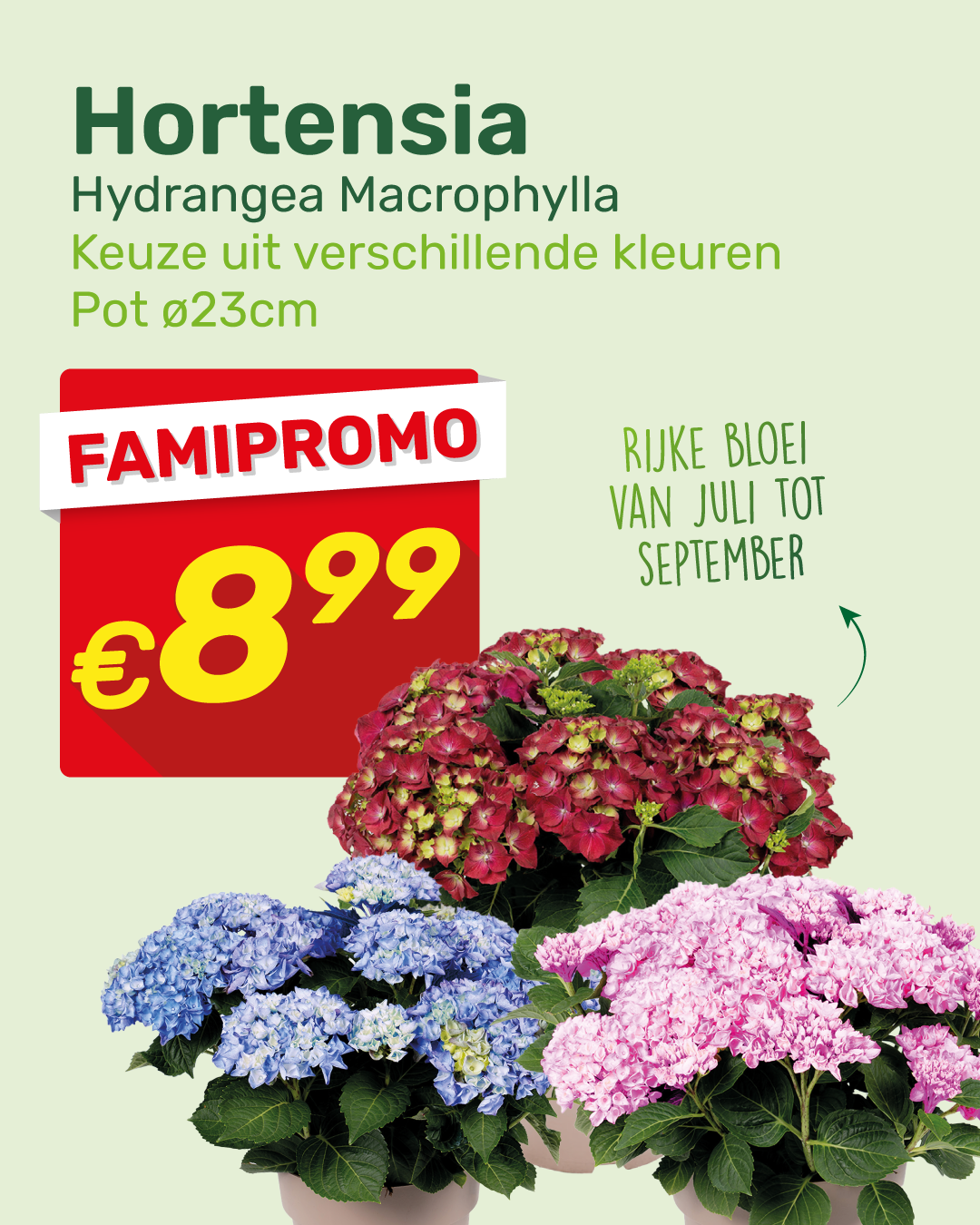 Promotional poster for Hortensia (Hydrangea macrophylla) potted ø23cm, three colour variants (red, blue, pink) with price €8.99