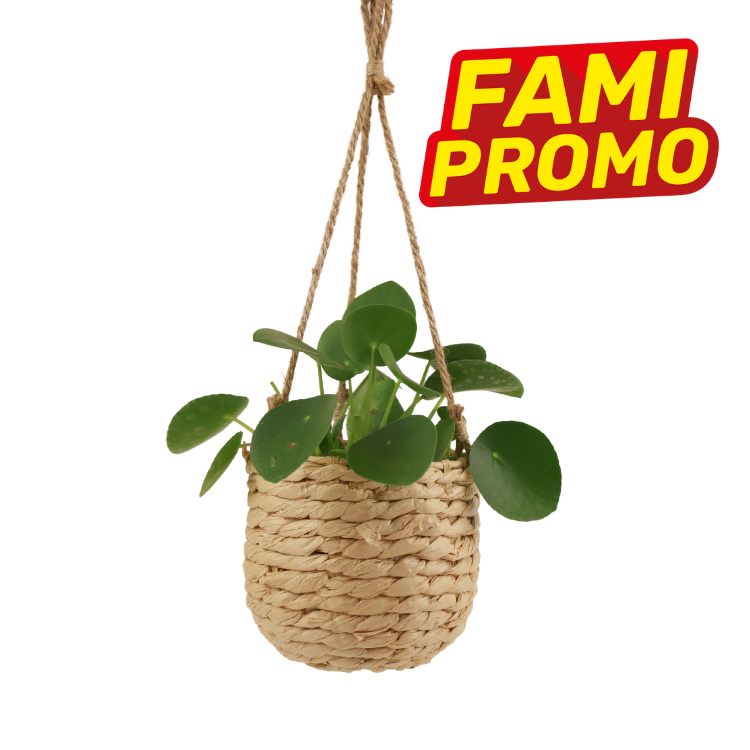Hanging woven seagrass basket with Pilea peperomioides (Chinese money plant) and red-yellow FAMI PROMO badge on white background