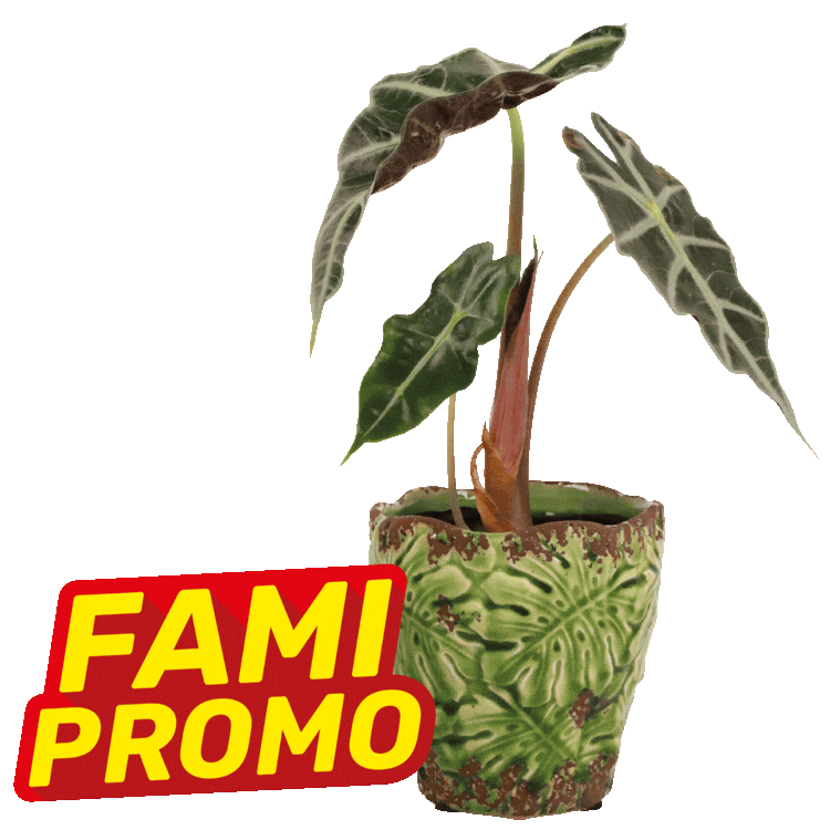 Three Alocasia plants in decorative ceramic pots with red-yellow FAMI PROMO sale tags on white background
