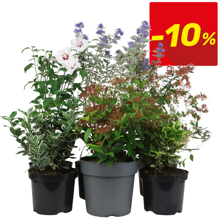 Mixed potted flowering shrubs with variegated foliage in nursery pots, red -10% discount badge