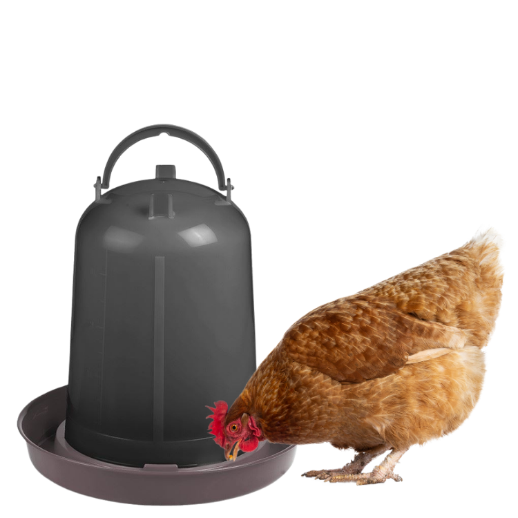Brown hen drinking from black plastic poultry bell drinker on white background