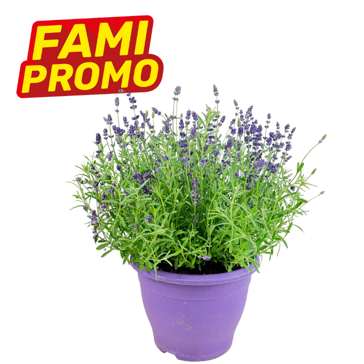 Potted lavender plant in a purple pot with a 'FAMI PROMO' sale label on a white background