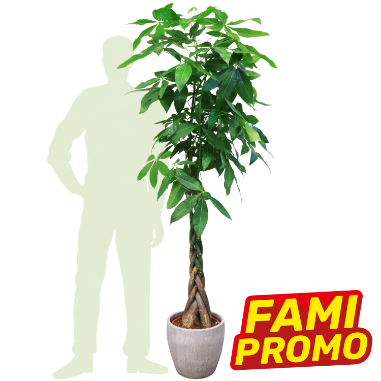 Braided money tree (Pachira aquatica) in pot, tall leafy indoor plant with human silhouette for scale and 'FAMI PROMO' label