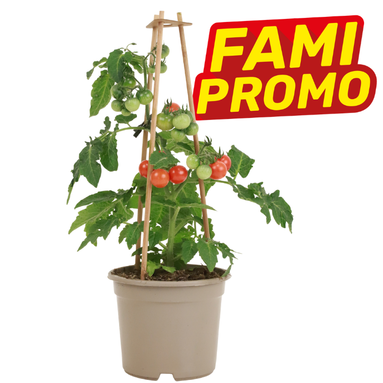 Potted cherry tomato plant in beige pot with bamboo support, bearing ripe red and green tomatoes and 'Fami Promo' label