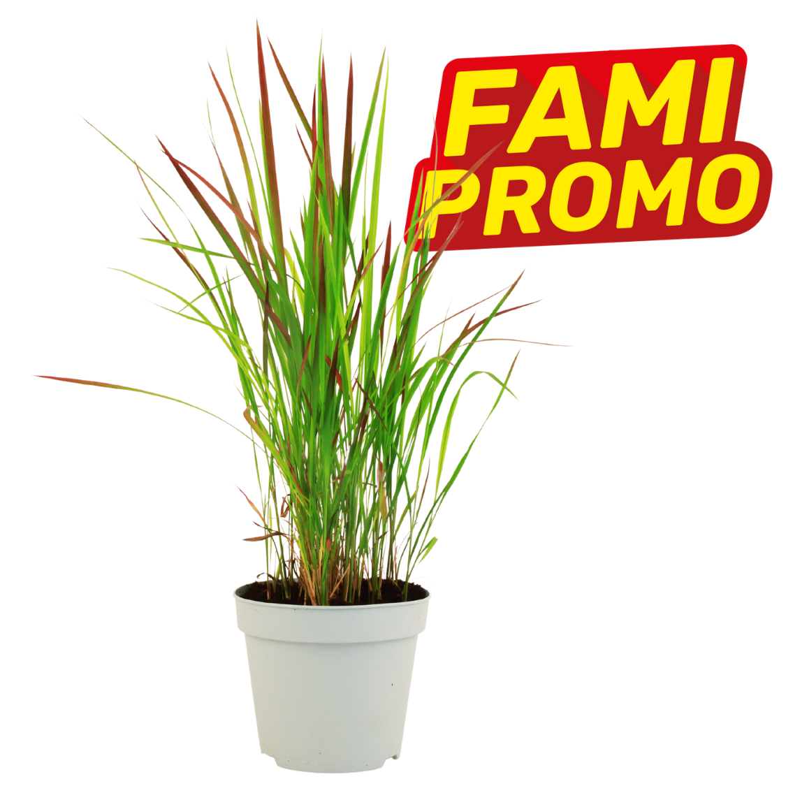 Potted ornamental grass with green and red-tinted blades in a white pot, promotional "FAMI PROMO" badge top-right