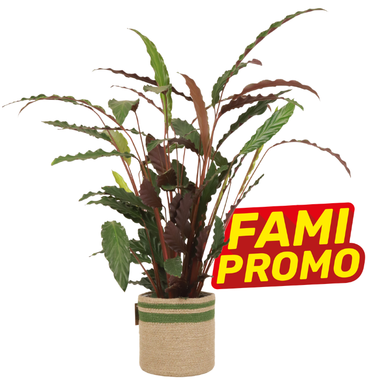 Decorative potted tropical plant with long wavy green and burgundy leaves in woven basket, red FAMI PROMO label