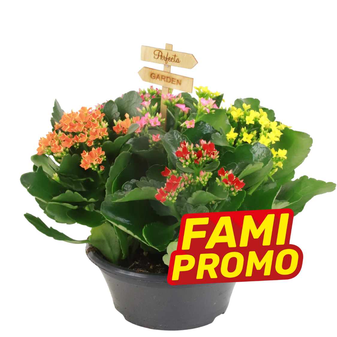 Colourful mixed Kalanchoe plant in a black pot with a small wooden 'Perfecta Garden' sign and red-yellow promotional 'FAMI PROMO' sticker