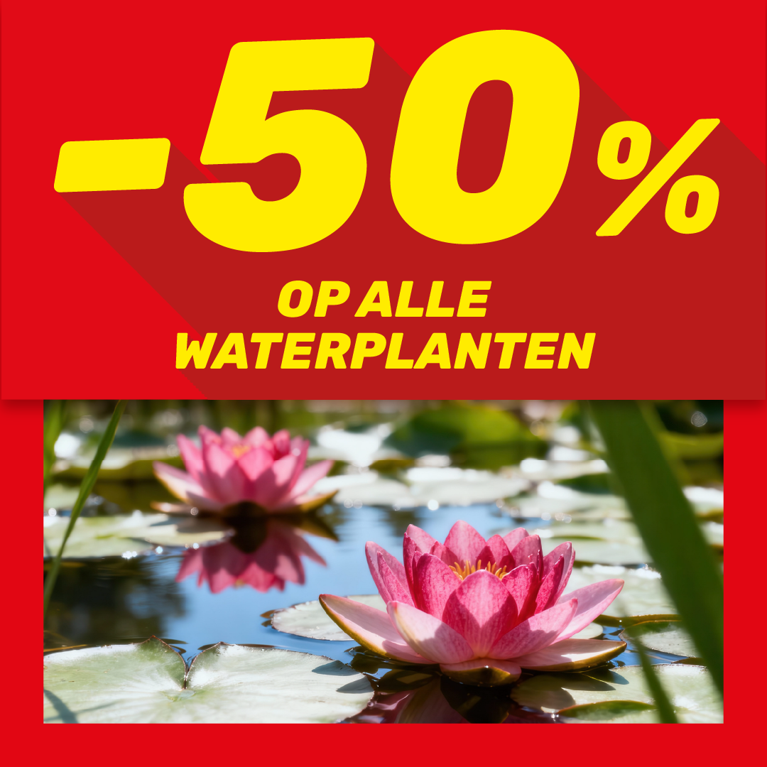 Red sale banner reading -50% off all water plants above a close-up photo of pink water lilies floating on a sunlit pond