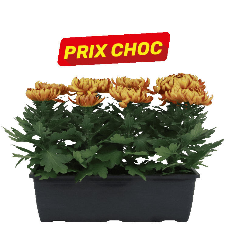 Three black trays of chrysanthemum plants with orange and yellow blooms and red 'PRIX CHOC' sale labels