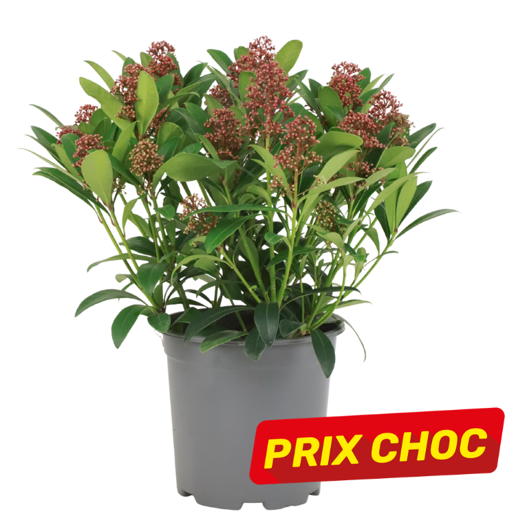 Grey potted evergreen shrub with glossy leaves and pink‑red flower buds, bearing a red 'PRIX CHOC' sale label