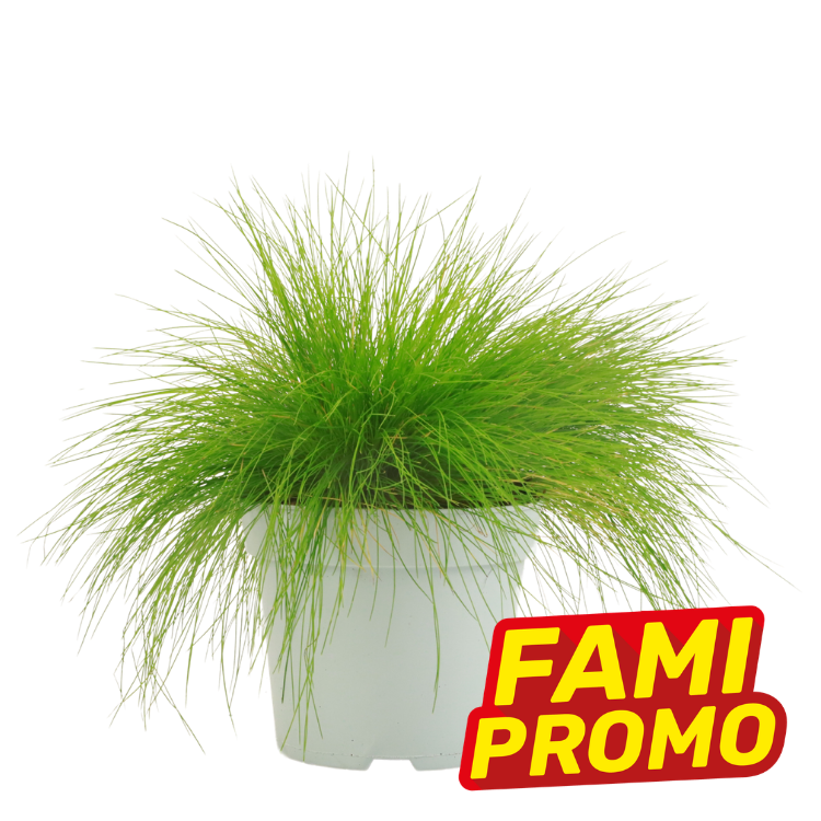 Potted bright green ornamental grass in a white plastic pot with a red and yellow 'FAMI PROMO' promotional badge