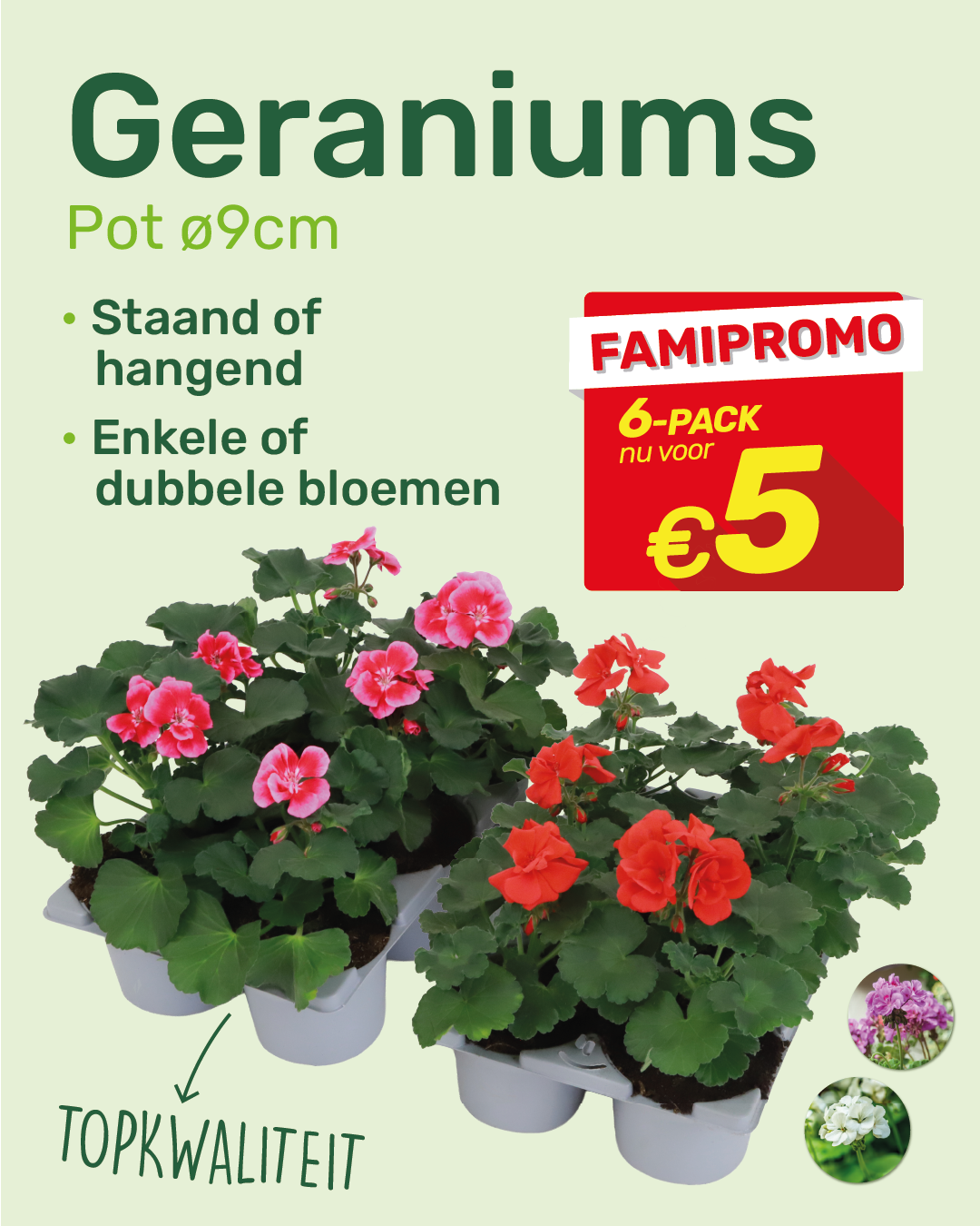Six-pack of pink and red geraniums in 9cm pots with lush green leaves and a red €5 promotional label
