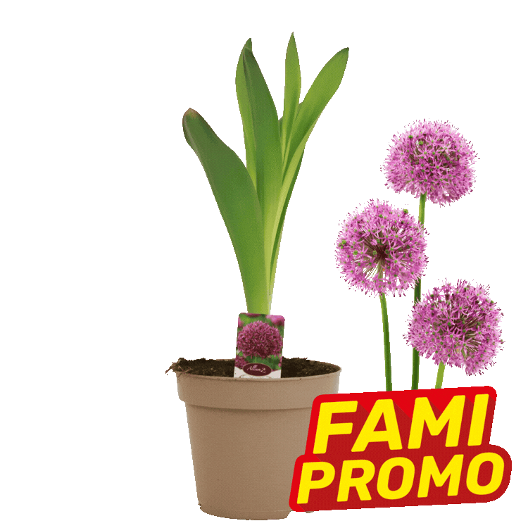 Potted allium bulb with green leaves and pink spherical flowers, plant label in a brown pot and red 'FAMI PROMO' sale badge