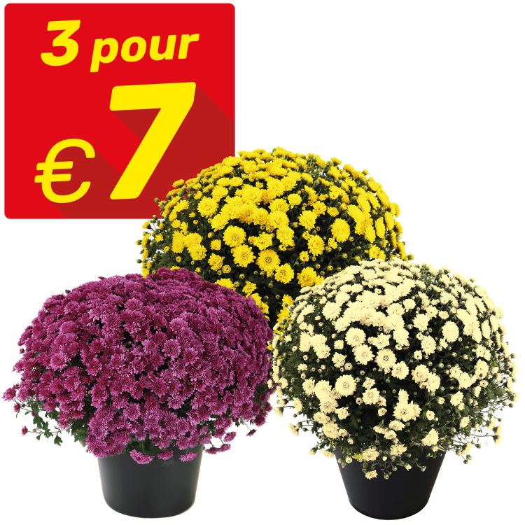 Three potted chrysanthemum plants in purple, yellow and white with red '3 pour €7' promotional price badge
