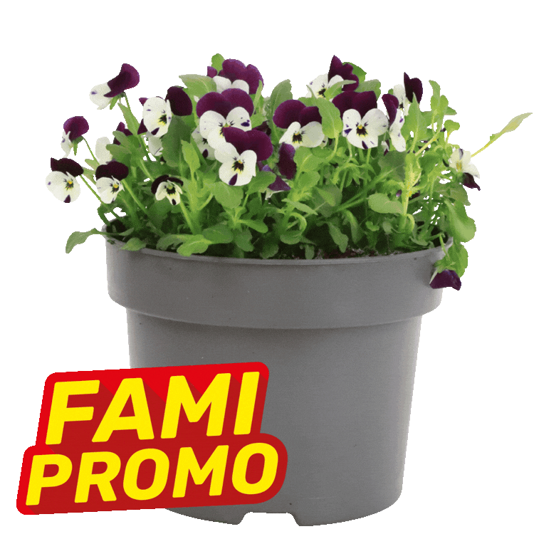 Three grey pots of mixed-colour pansies with promotional 'FAMI PROMO' labels on a white background