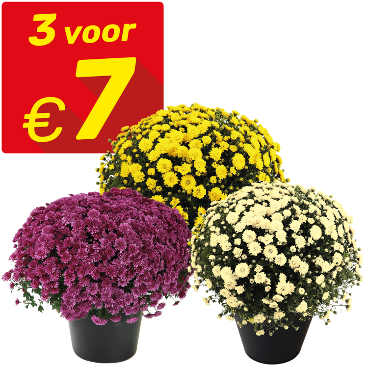 Three potted chrysanthemums (purple, yellow, cream) with a red '3 for €7' sale sign