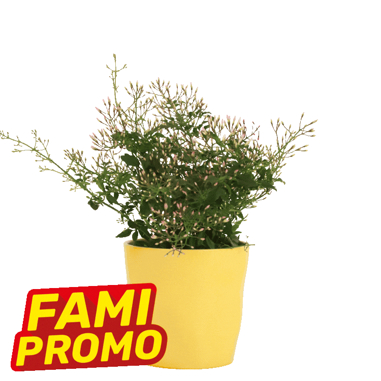 Row of small decorative potted plants in pastel pots with promotional 'FAMI PROMO' labels on a white background