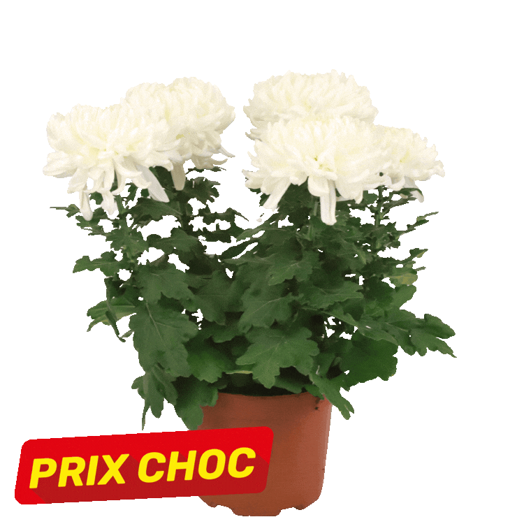 Three potted chrysanthemum plants (two white, one yellow) with red "PRIX CHOC" sale labels on a white background