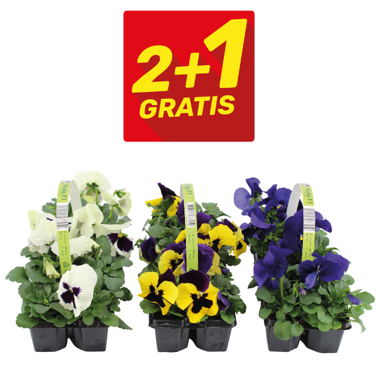 Three trays of mixed pansy plants (white, yellow-purple, blue) beneath a red '2+1 gratis' promotional sign