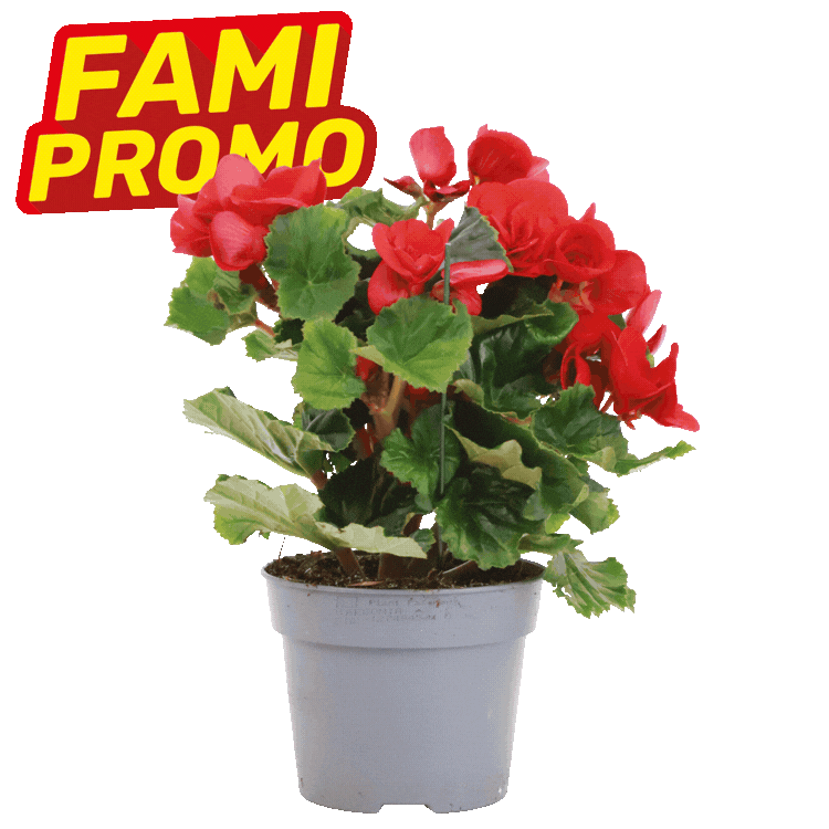 Six potted begonia plants in grey pots with red, yellow, pink and white blooms on a white background with FAMI PROMO badges