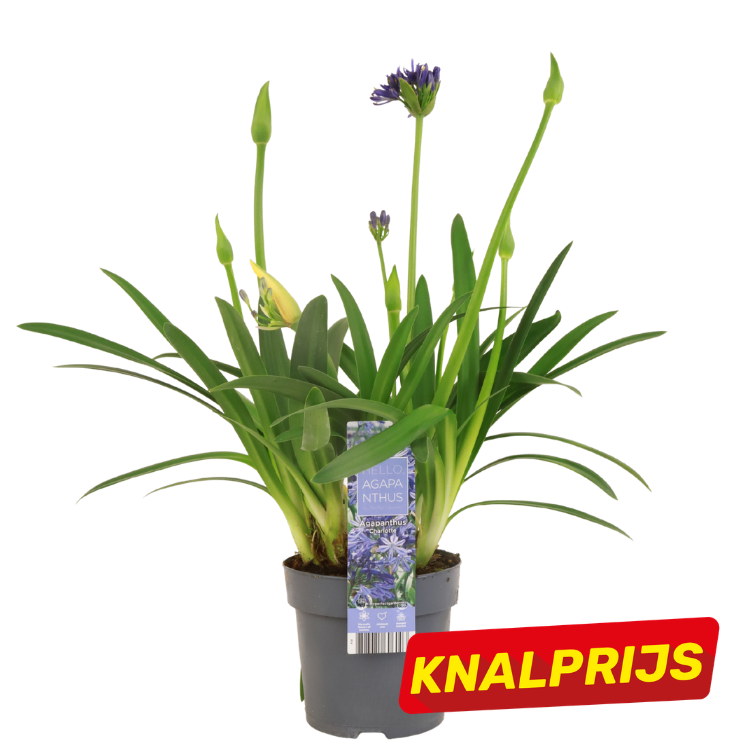 Potted Agapanthus with green strap-like leaves and purple flower buds, retail label on pot and red 'KNALPRIJS' sale sticker