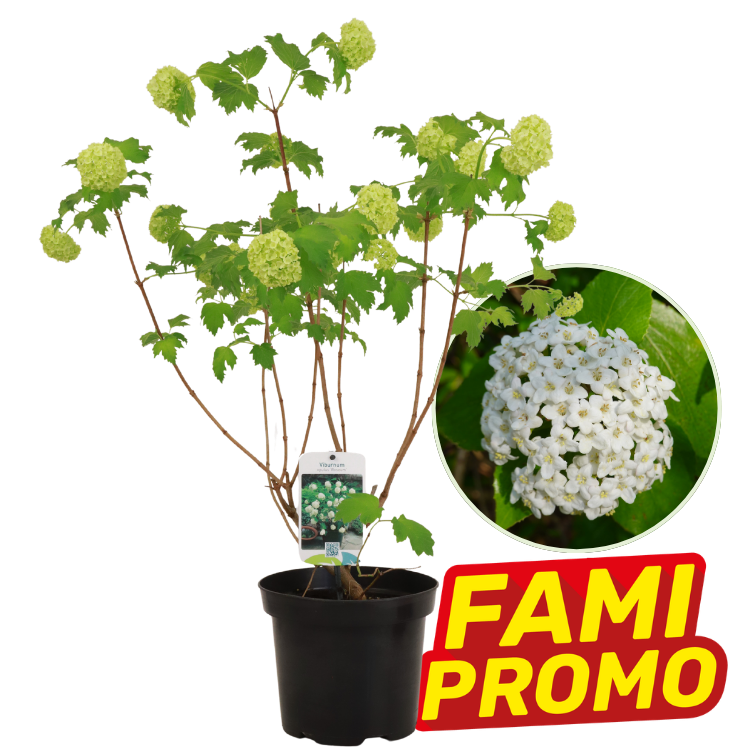 Potted Viburnum snowball bush with lime-green pompom blooms and inset close-up of white cluster flowers, promotional badge