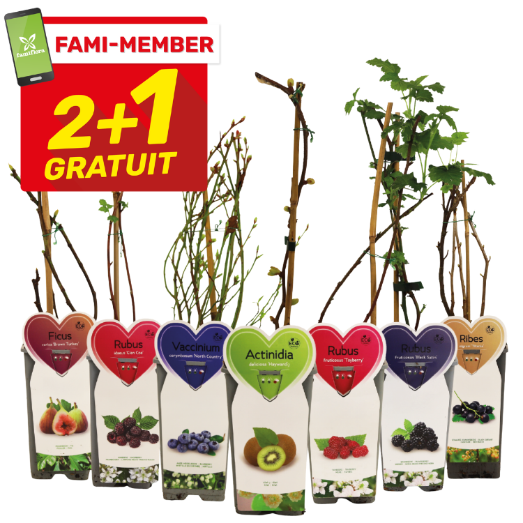 Promotional 2+1 free display of young potted fruit plants and saplings (fig, blackberry, blueberry, kiwi, raspberry, currant)