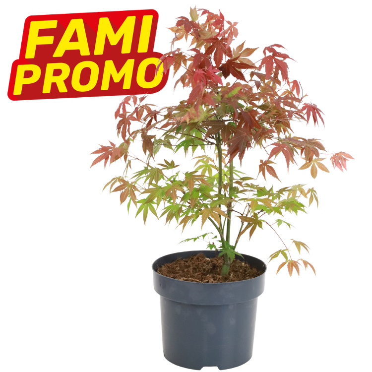 Potted Japanese maple (Acer palmatum) with red and green leaves in plastic pot on white background, 'FAMI PROMO' badge