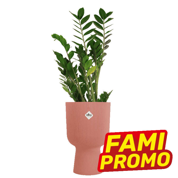 Row of ZZ houseplants in assorted textured ceramic pots (green, beige, pink, black) with red-yellow 'FAMI PROMO' sale labels on white background