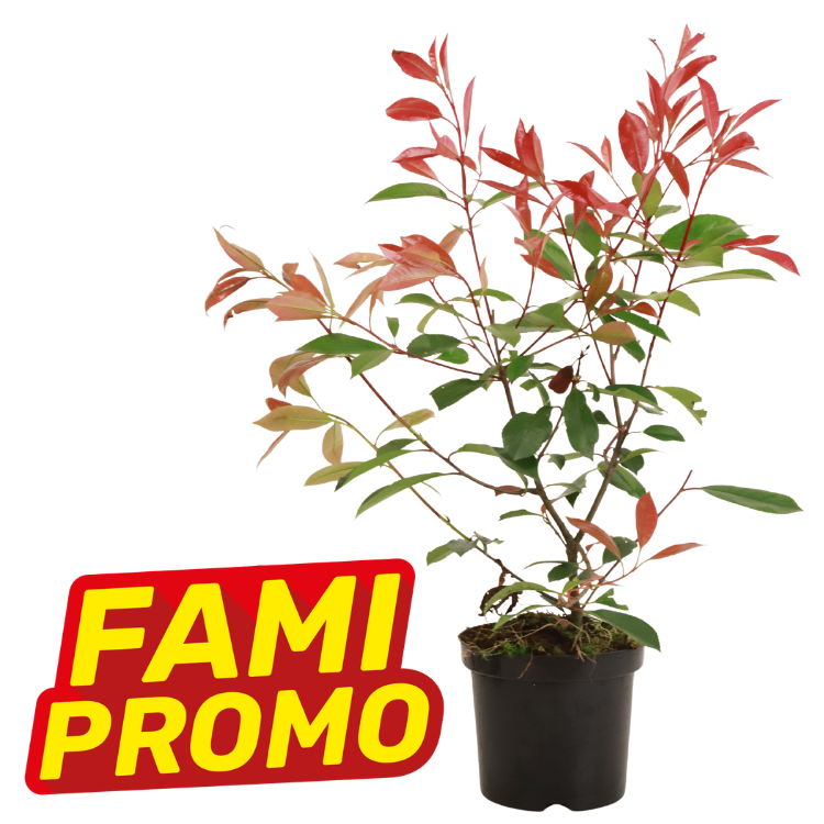 Photinia shrub with red new growth in black nursery pot, promotional 'FAMI PROMO' badge in lower-left