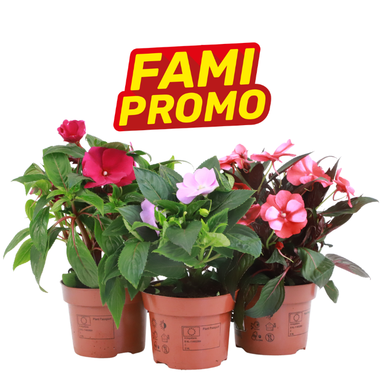 Three potted busy Lizzies (Impatiens) with pink and red blooms and a bold "FAMI PROMO" promotional label above