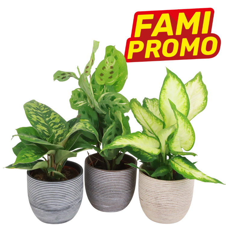 Three variegated indoor potted houseplants in ceramic pots with a yellow-red 'FAMI PROMO' promotional badge