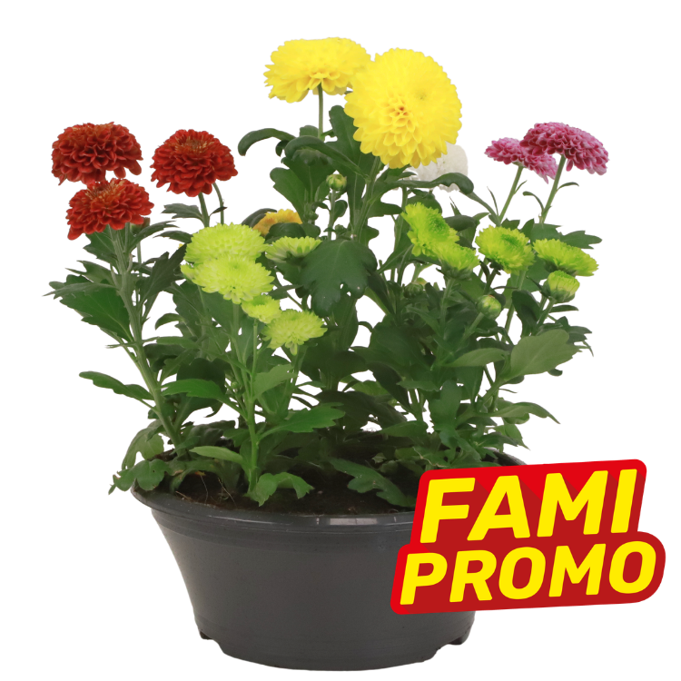 Potted chrysanthemum plant with red, pink, yellow and lime pompom blooms in black plastic pot, FAMI PROMO sale sticker