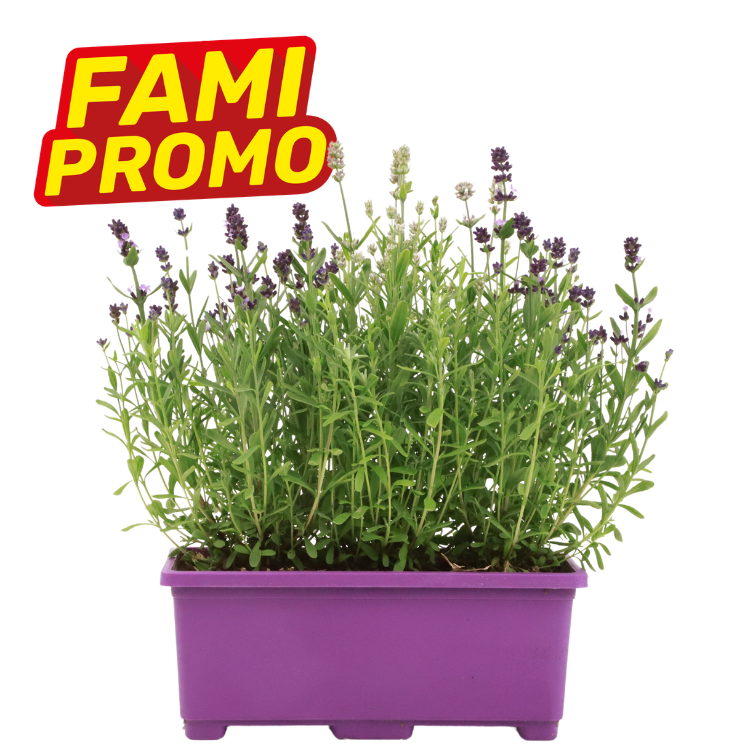 Potted lavender plant in purple rectangular planter with 'FAMI PROMO' yellow and red promotional label in top-left
