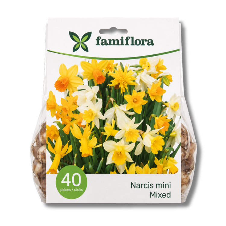 Pack of Famiflora 'Narcis mini Mixed' spring bulbs – 40 mini daffodil flowers in yellow and white on product packaging
