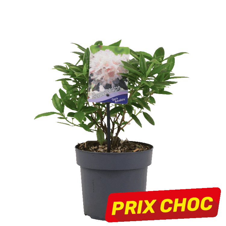 Grid of nine small potted flowering shrubs with pink and purple blooms, each in grey plastic pots and marked with red 'PRIX CHOC' sale labels