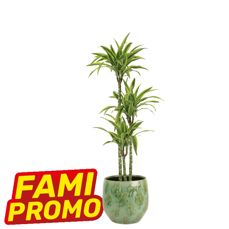 Two tall dracaena houseplants in green ceramic pots with red "FAMI PROMO" sale labels on a white background