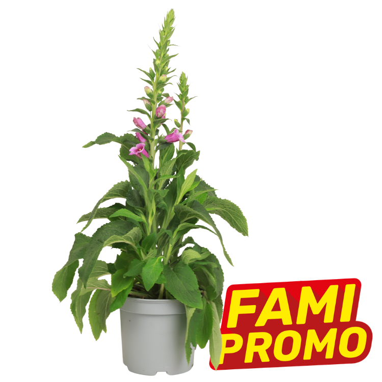 Potted tall green plant with spiky stems and pink tubular flowers in white pot, promotional 'FAMI PROMO' badge on white background