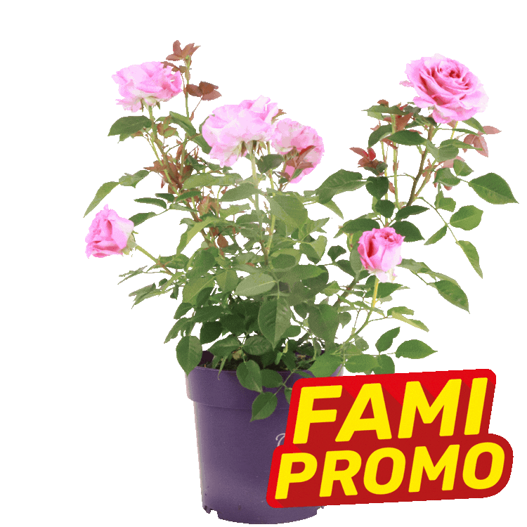 Three potted rose plants with pink and white blooms in purple pots, each labelled with yellow-red "FAMI PROMO" sale stickers on white background