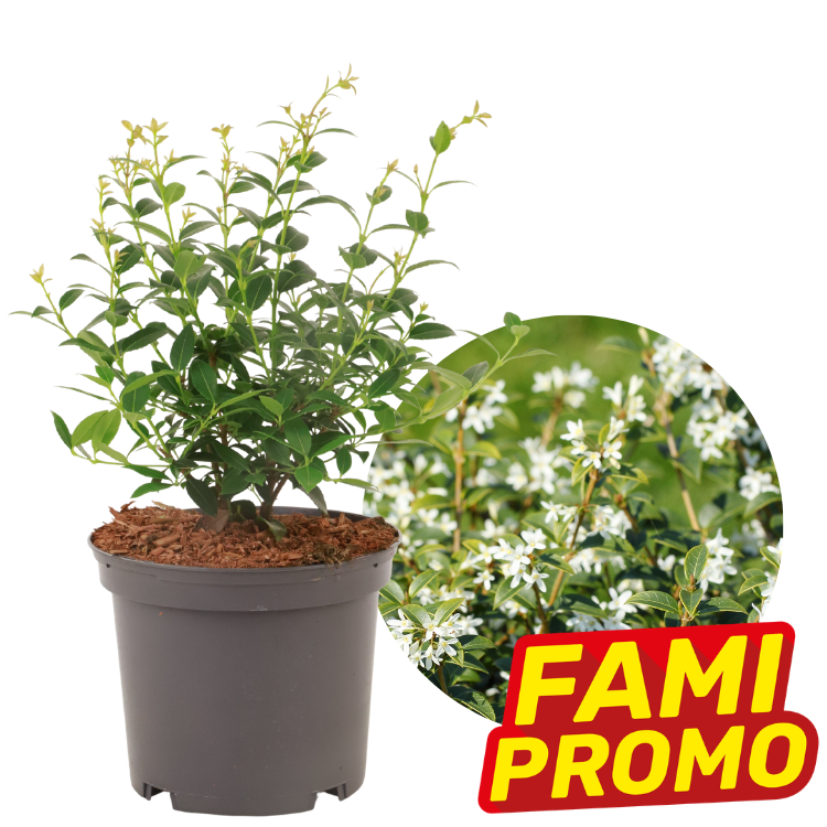 Potted evergreen shrub in black pot with glossy green leaves and small white flowers, circular flower inset and FAMI PROMO badge