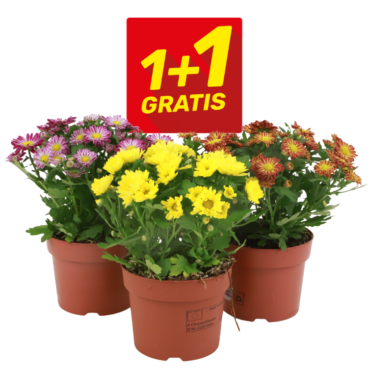 Three potted chrysanthemum plants with yellow, purple and orange blooms and a red '1+1 Gratis' promotional sign