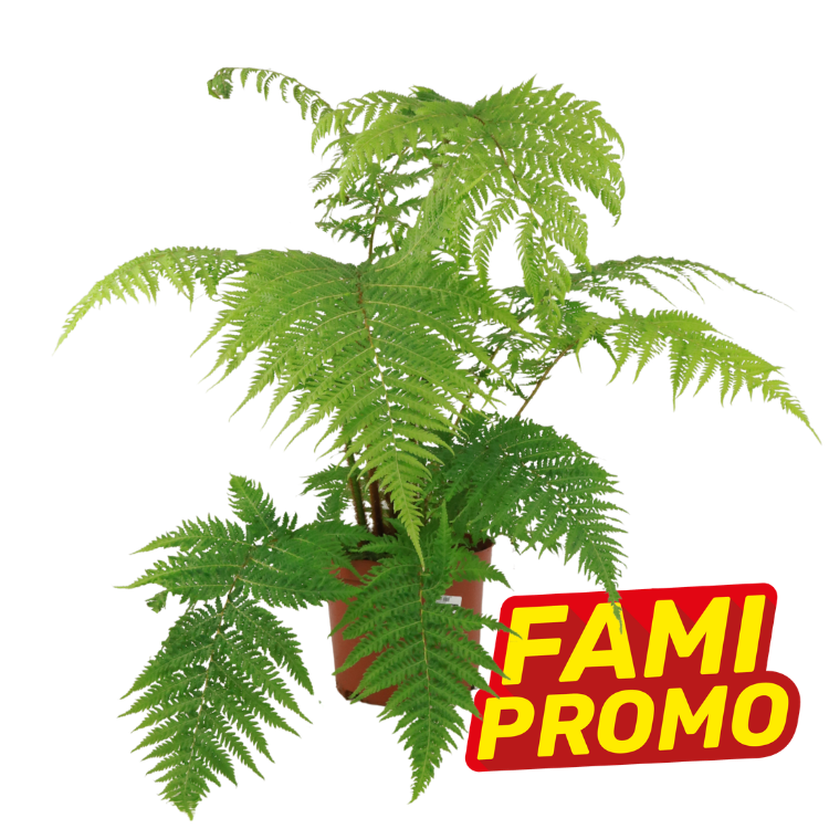 Potted green fern with delicate feathery fronds on a white background and a red-yellow "FAMI PROMO" promotional label