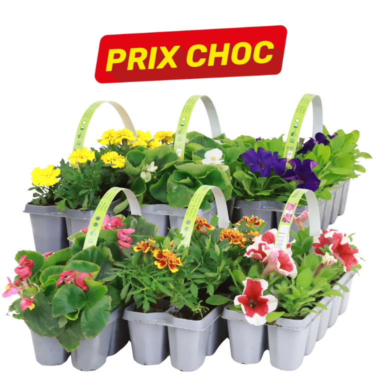 Mixed bedding plants in grey cell trays with labelled handles — colourful petunias, marigolds and begonias under a red 'PRIX CHOC' sale sign