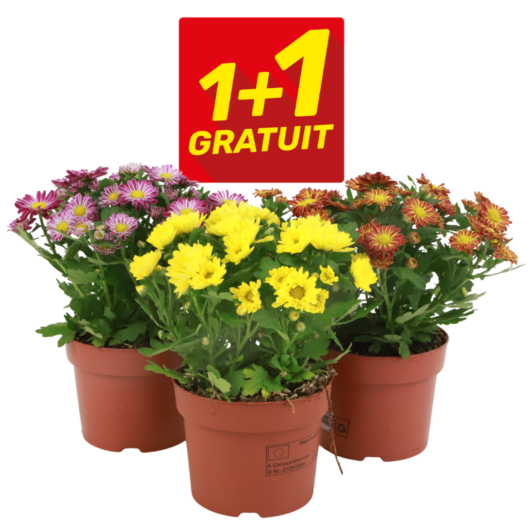 Three potted chrysanthemum plants (yellow, pink, orange) with a red '1+1 Gratuit' buy-one-get-one-free promotional sign