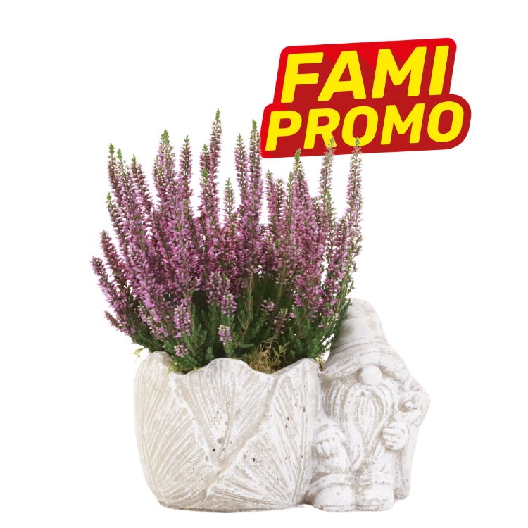 Purple heather in a decorative white stone gnome planter with a yellow-red "FAMI PROMO" promotional badge