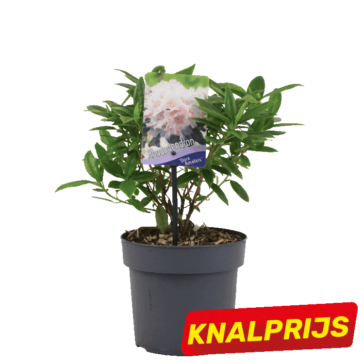 Grid of nine small potted flowering shrubs with pink and purple blooms and red 'KNALPRIJS' sale labels on white background