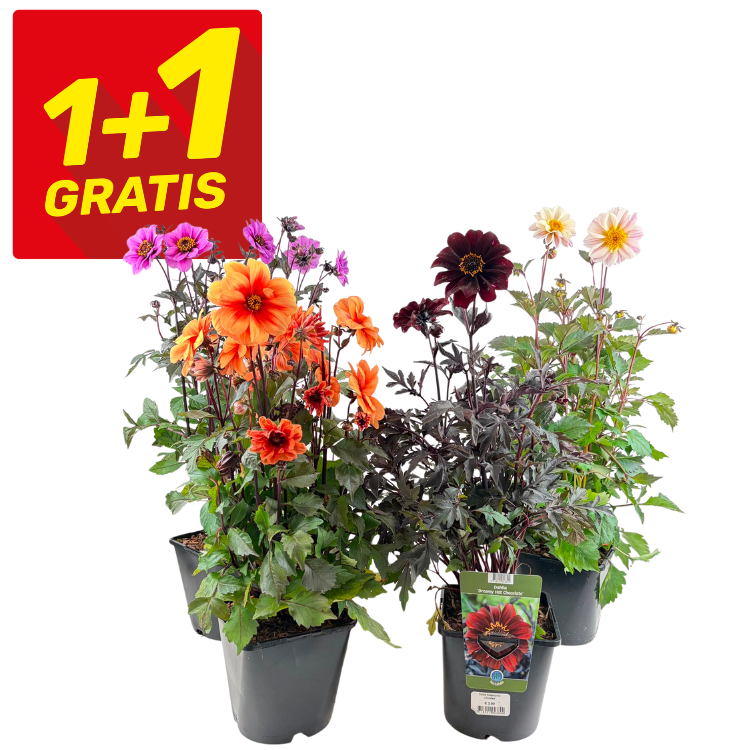 Two-for-one potted mixed dahlia plants with orange, pink and dark red blooms and a red 1+1 gratis promotion badge