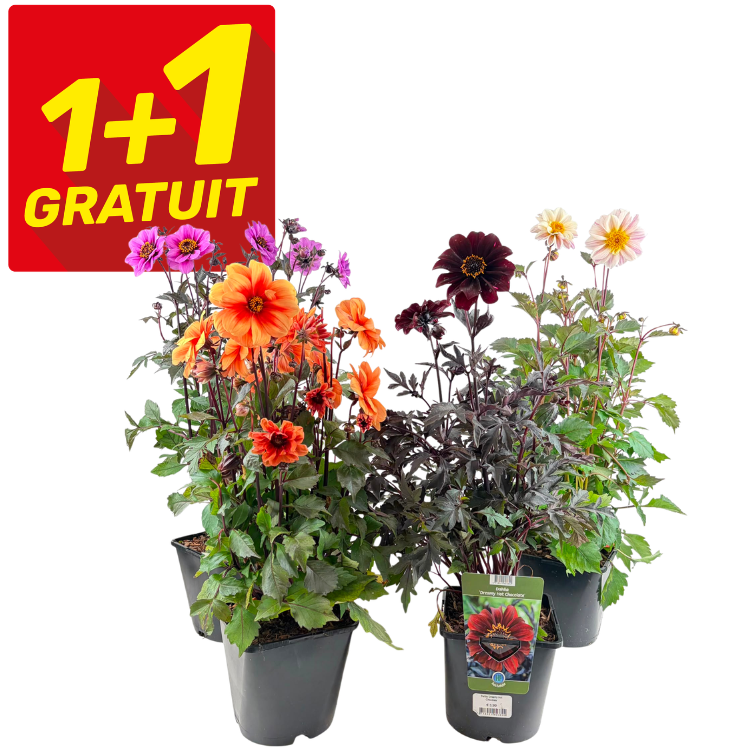 Assorted potted dahlia plants with colourful blooms and red '1+1 gratuit' buy-one-get-one-free offer badge