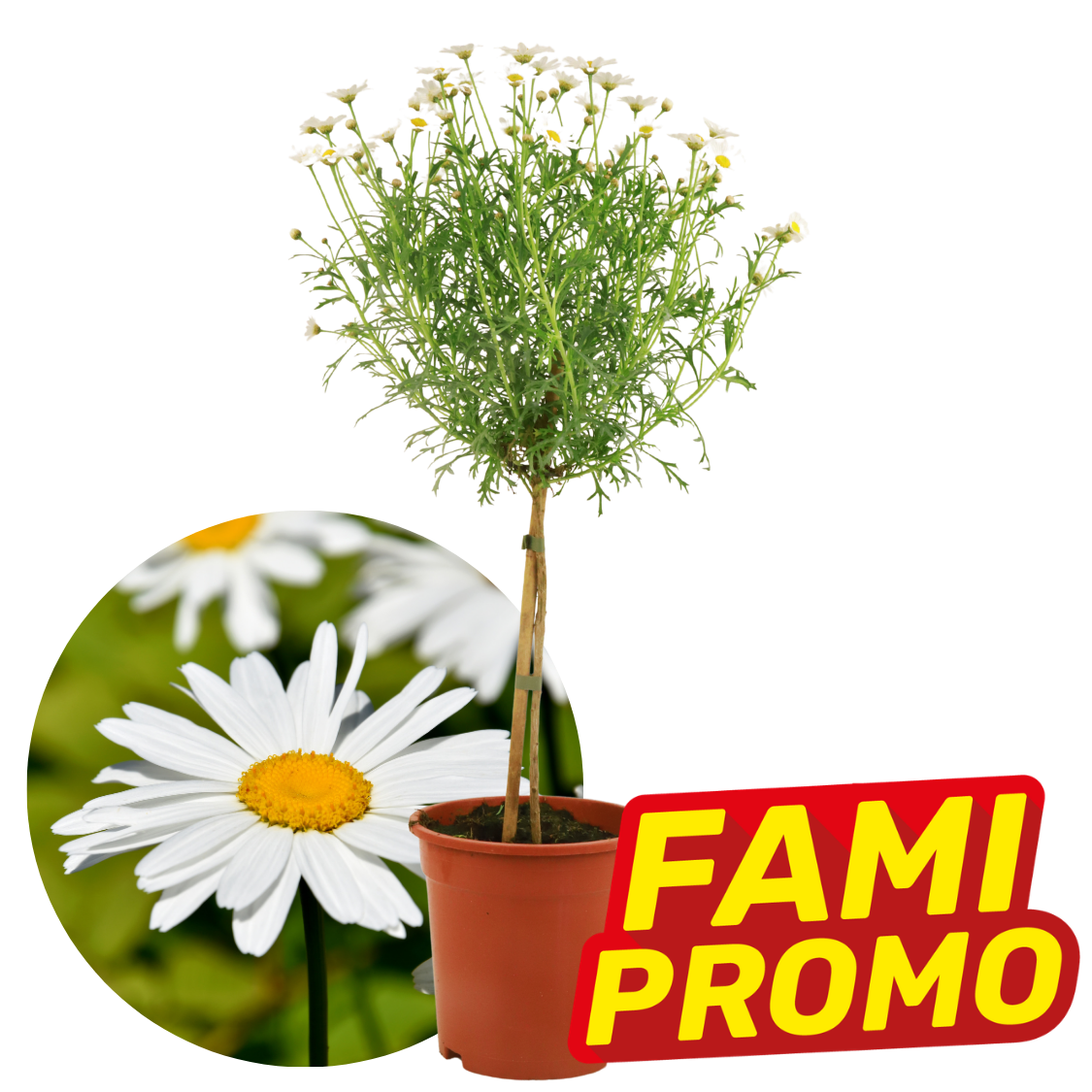 Potted oxeye daisy topiary tree in a plastic pot with white daisy close-up and promotional badge reading 'FAMI PROMO'